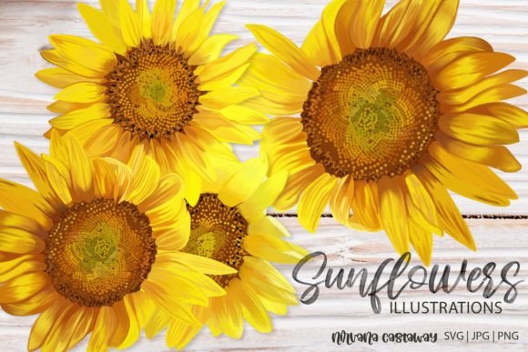 Download Summer Sunflower Illustrations SVG PNG - Summer sunflower illustrations Collection