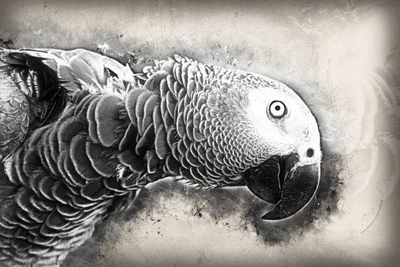 Download Grunge Style Bird Printable Graphics 12 - Bird printable Collection